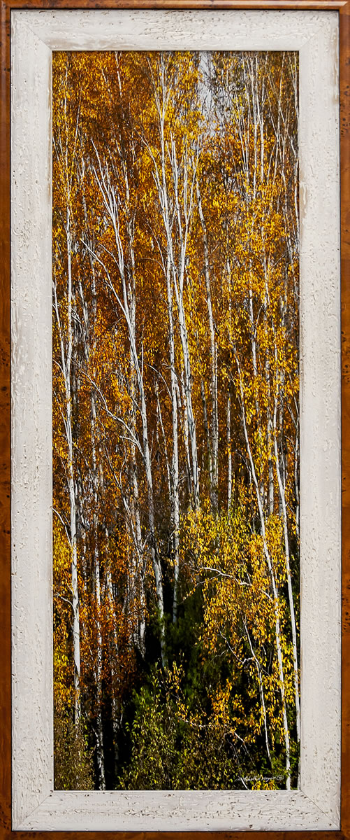 Mitchell Myers : “Fall Birches” - Photography
